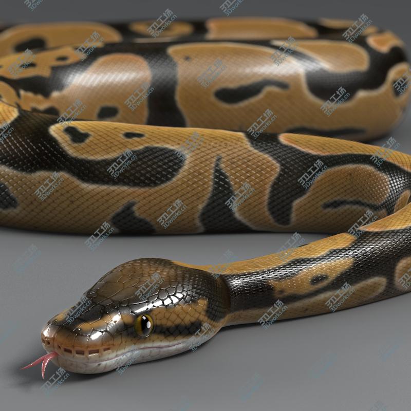 images/goods_img/2021040162/Ball Python (Normal)/2.jpg